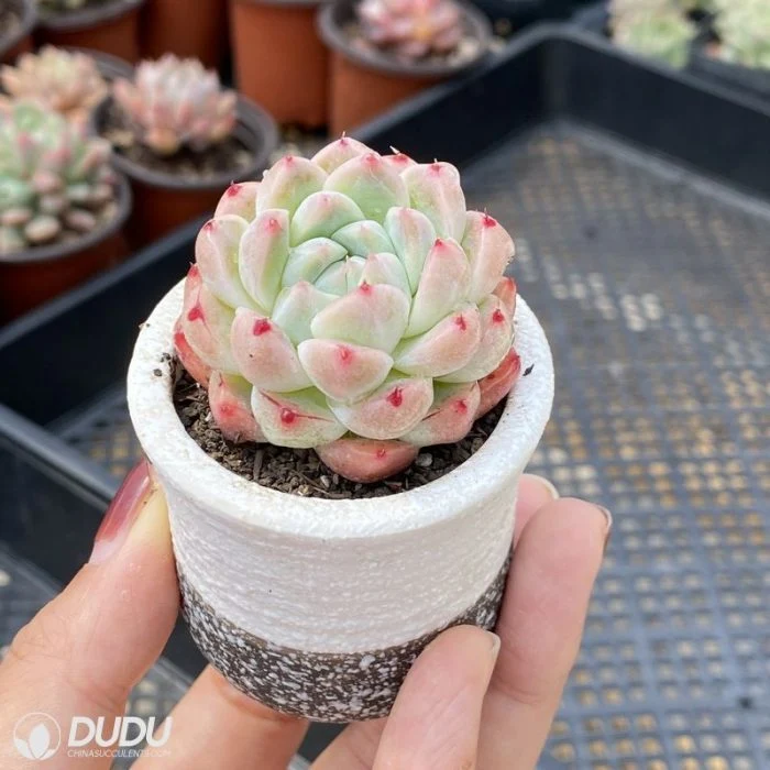 China Nursery Hot Sale Alba Beauty Echeveria Natural Live Succulent for Beginners