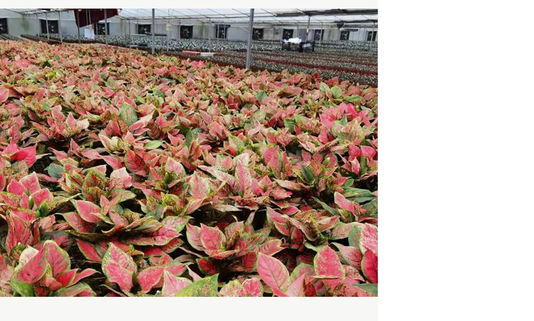 Aglaonema Red Ruyi Live Plants