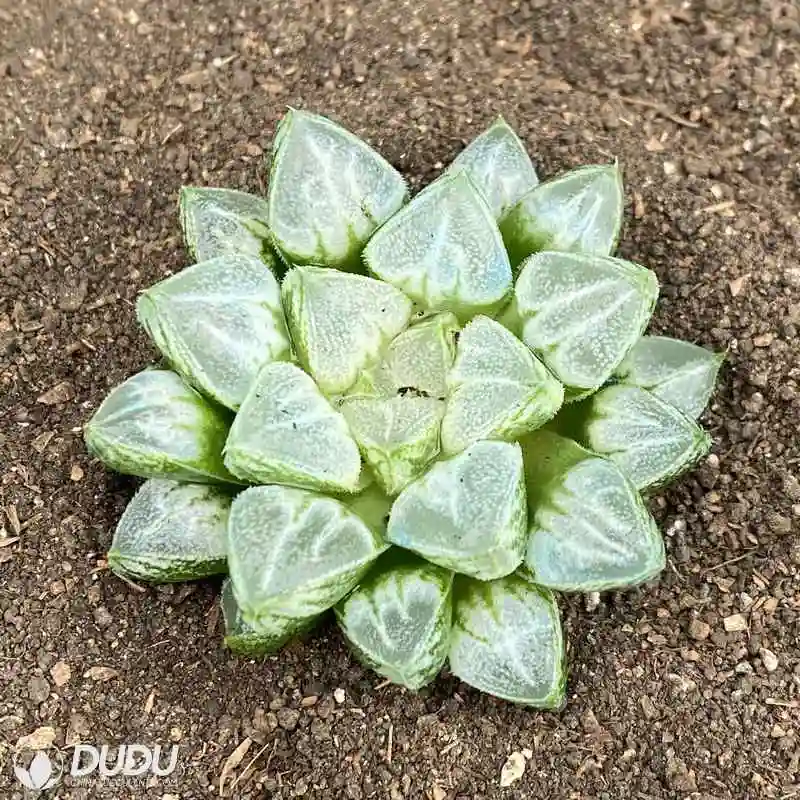 Dudu Hot Sale Beautiful Love Life Haworthia Natural Live Succulent