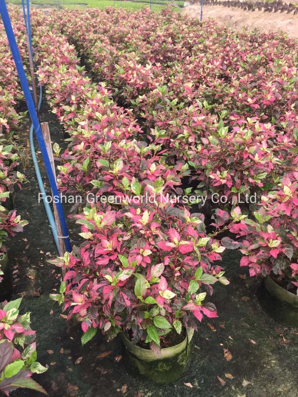 Hibiscus Rosea Shrub Tree China Manufacturer