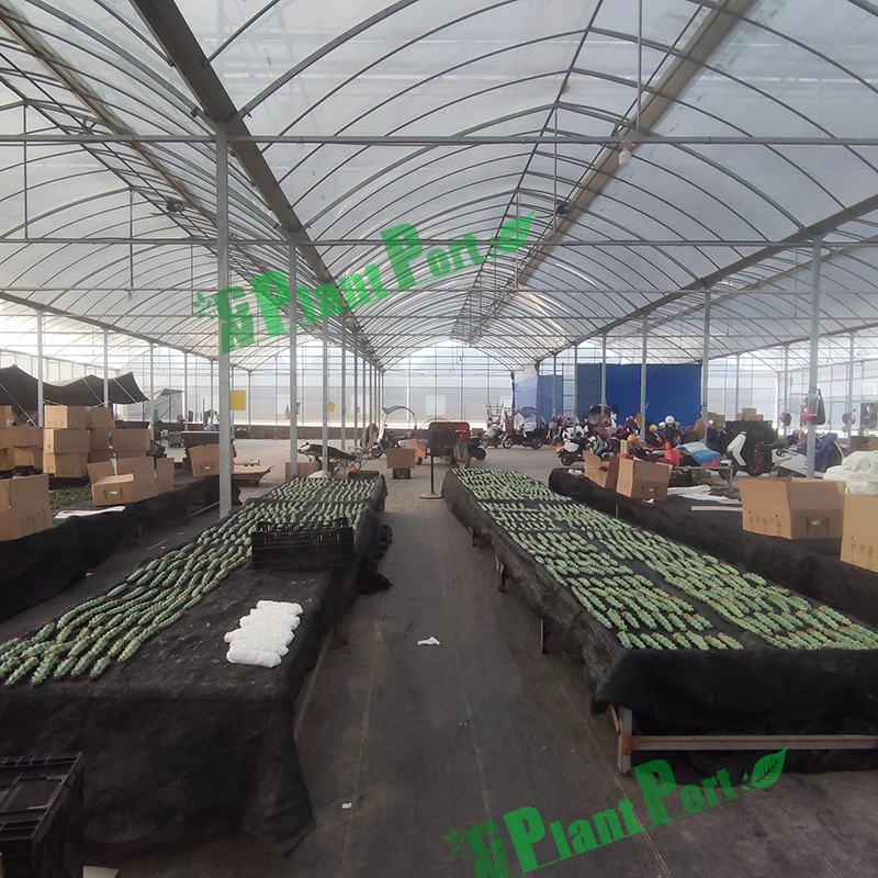 Live Cactus Nursery Sample Hildewintera Colademononis (Diers &amp; Krahn) Mottram Bonsai Succulent