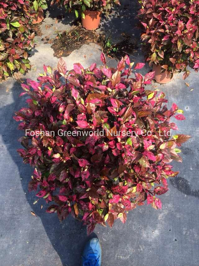 Hibiscus Rosea Shrub Tree China Manufacturer