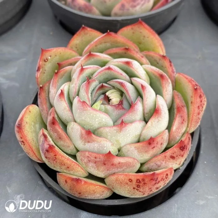 Dudu Wholesale Enchanting Fairy Echeveria Natural Live Succulent for Beginners