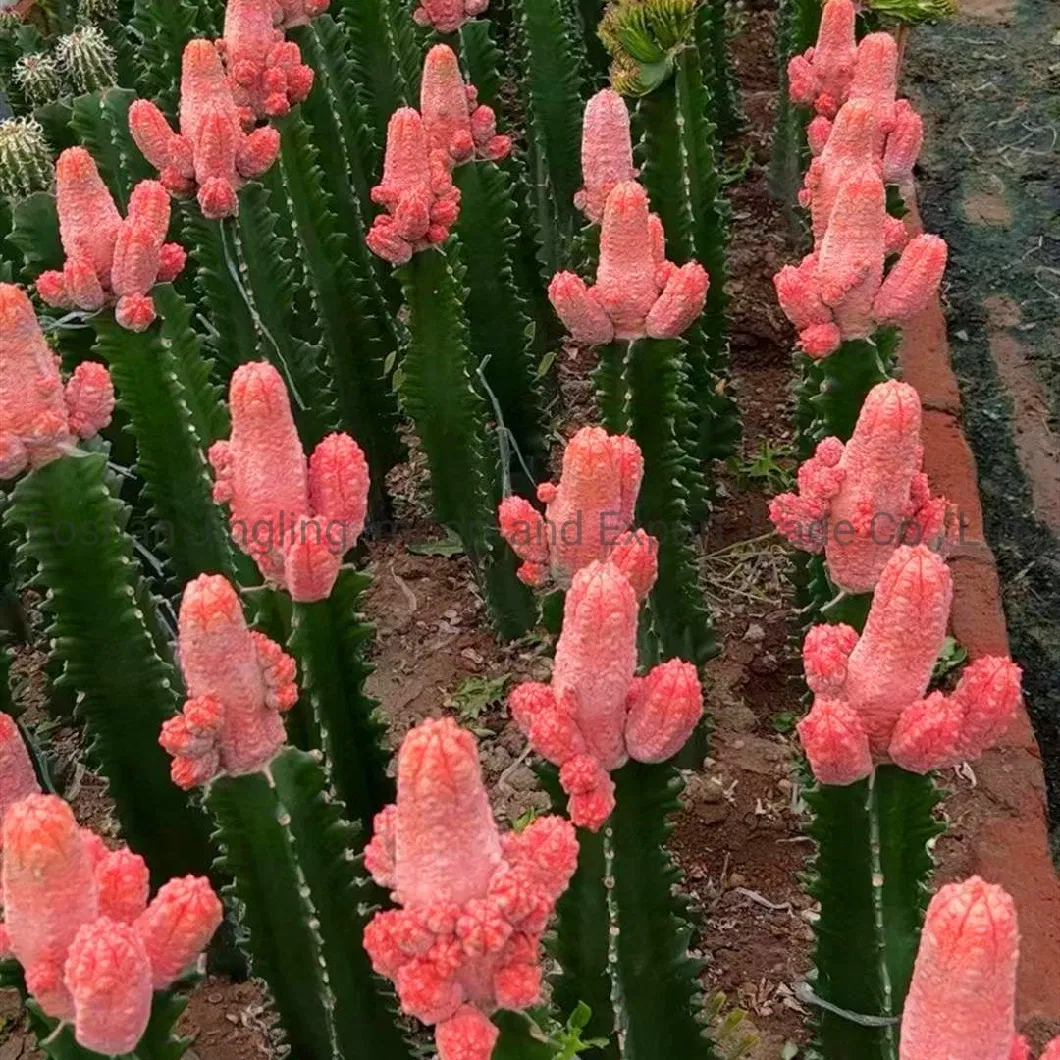 0rare Euphorbia Abdelkuri Variegated Large Cluster Cactus Live Plant