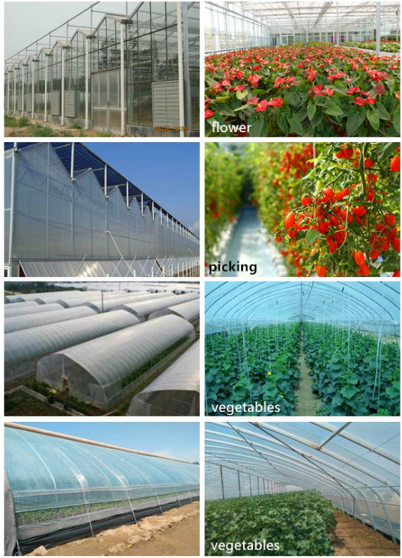 Worldwide Used Anti Fog Film Poly Greenhouse for Vegetables/Succulents Growing