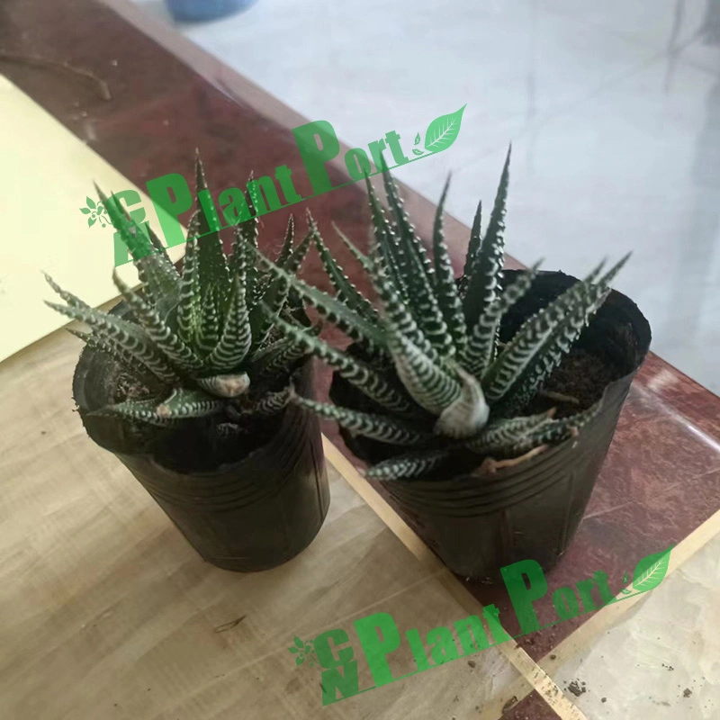 Mini Succulents Fasciated Haworthia Wholesale Price Live Plant Indoor Bonsai Garden