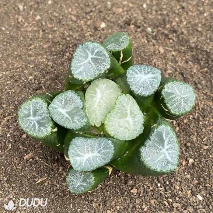 Dudu Pretty Yamamoto Haworthia Natural Live Succulent