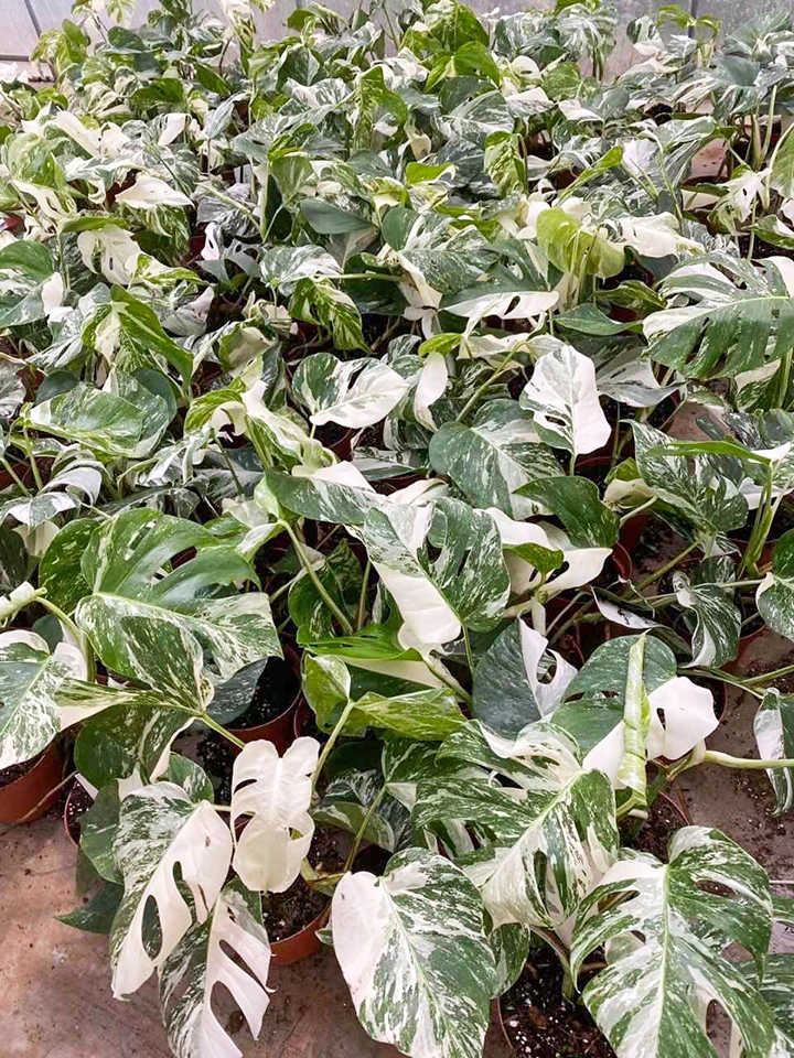 Wholesale Nursery Monstera Deliciosa Albo Variegata Monsteras Plants Indoor Potted Green Plants