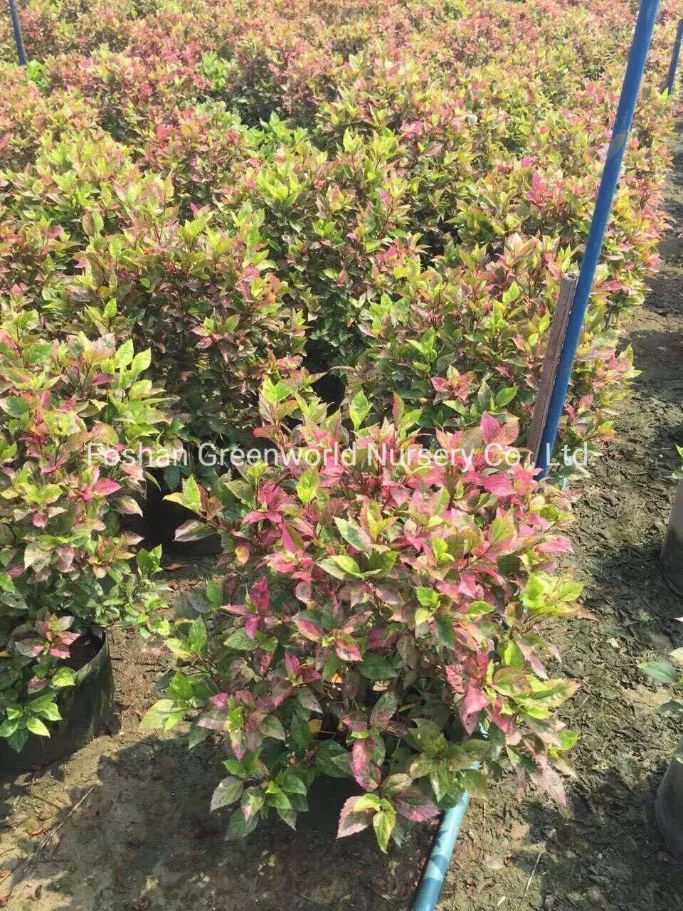 Hibiscus Rosea Shrub Tree China Manufacturer