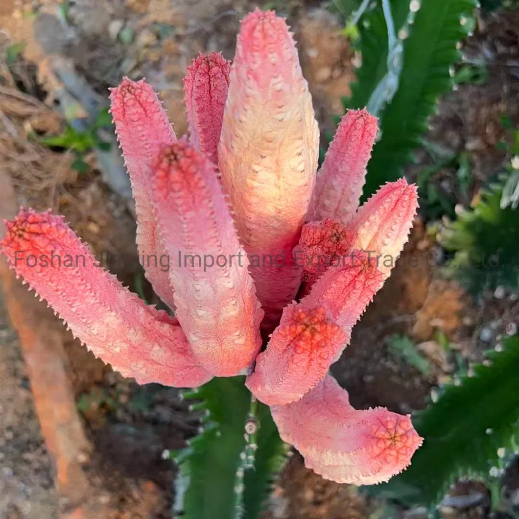 0rare Euphorbia Abdelkuri Variegated Large Cluster Cactus Live Plant