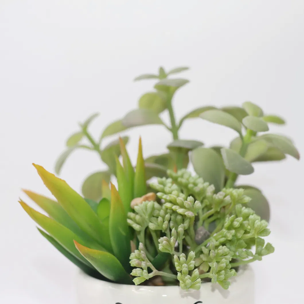 Indoor Natural Color Succulent Plants Live Artificial Bonsai Plant Succulent Plants