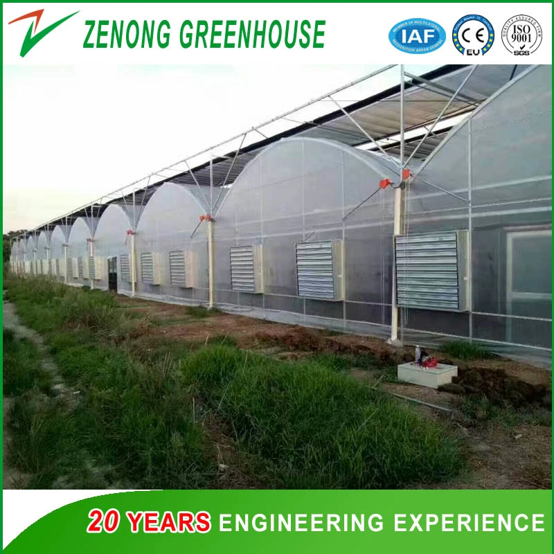 Worldwide Used Anti Fog Film Poly Greenhouse for Vegetables/Succulents Growing