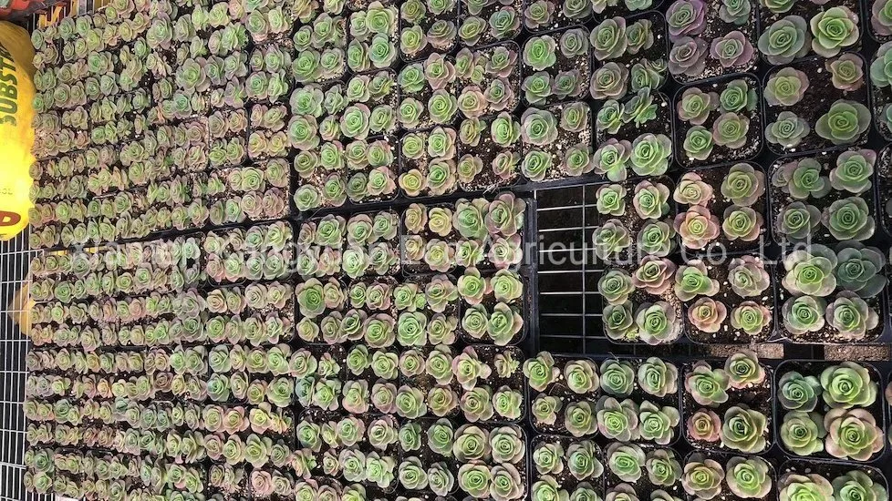 Mountain Rose Greenovia Succulent Plants