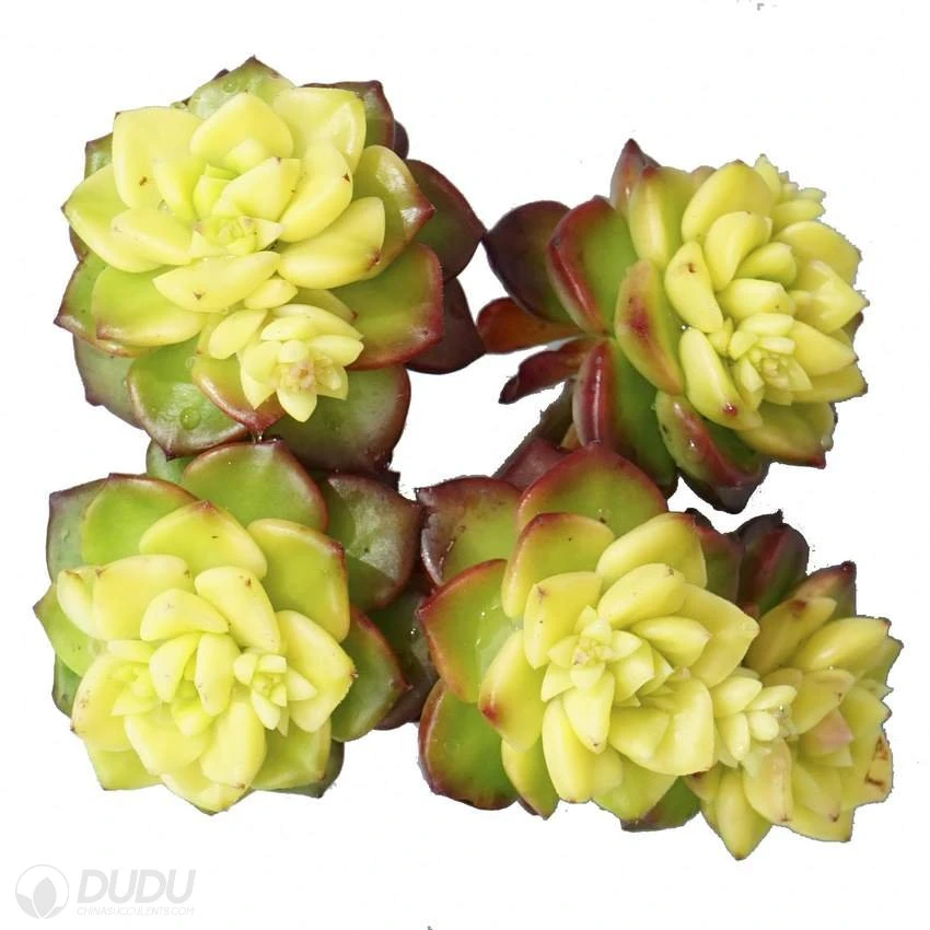 Dudu China Nursery Cheap Sedeveria Letizia...Variegated Echeveria Live Succulent Plants