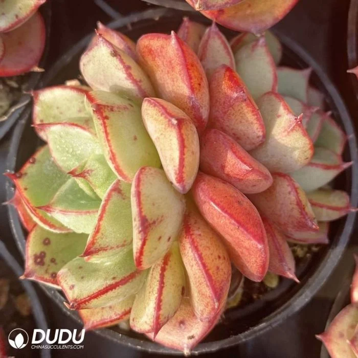 Dudu Wholesale Type of Rare Echeveria Beluga Double-Headed Natural Live Succulent Plants