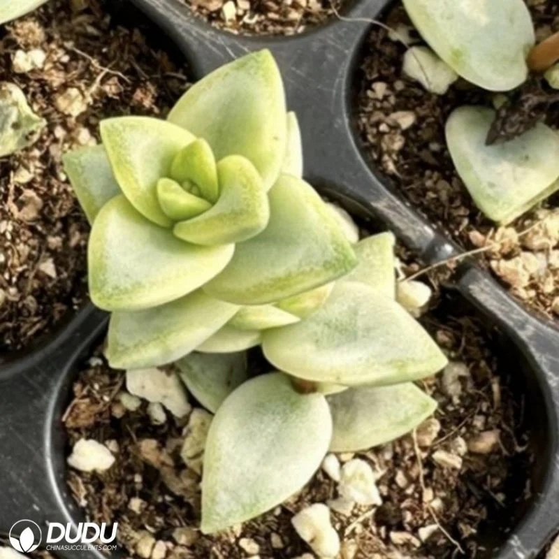 Dudu China Nursery Lovely Crassula Rupestris Variegated Head Natural Live Succulent