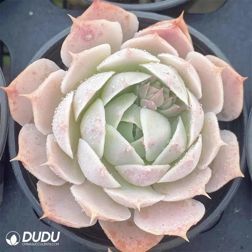 Dudu Wholesale Colorful Love Wave Echeveria Natural Live Succulent