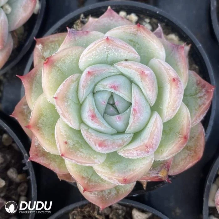 Dudu Factory Nursery Lovely Indoor Plants Echeveria Crystal Rose Natural Live Succulent