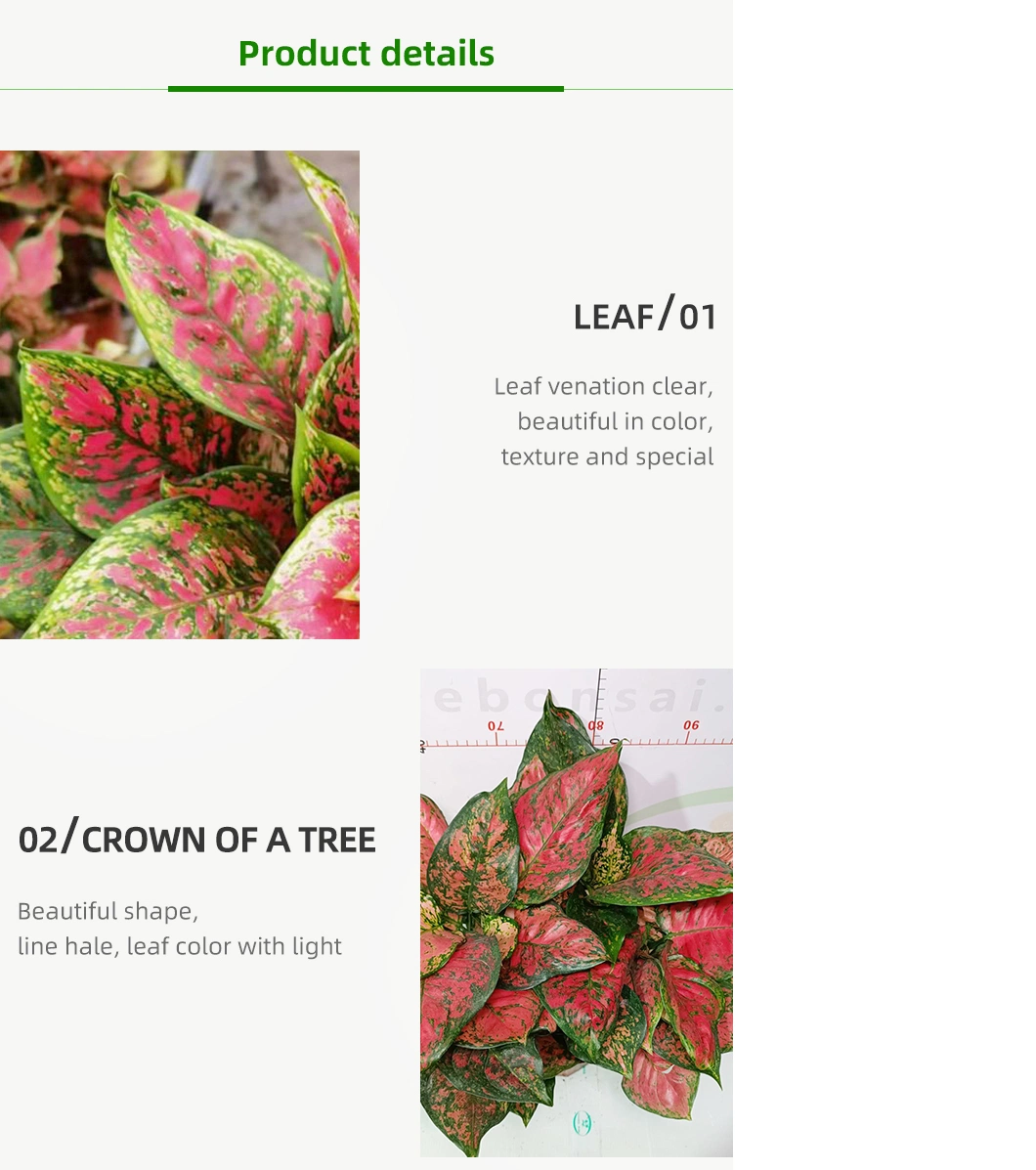 Aglaonema Red Ruyi Live Plants