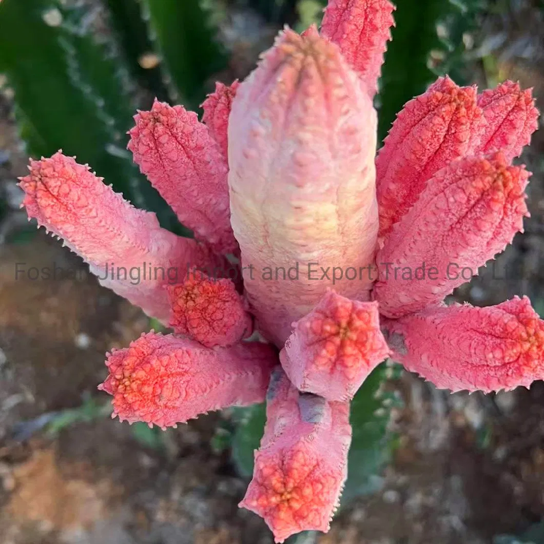 0rare Euphorbia Abdelkuri Variegated Large Cluster Cactus Live Plant