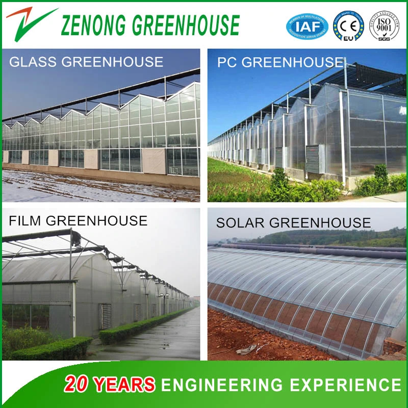 Worldwide Used Anti Fog Film Poly Greenhouse for Vegetables/Succulents Growing