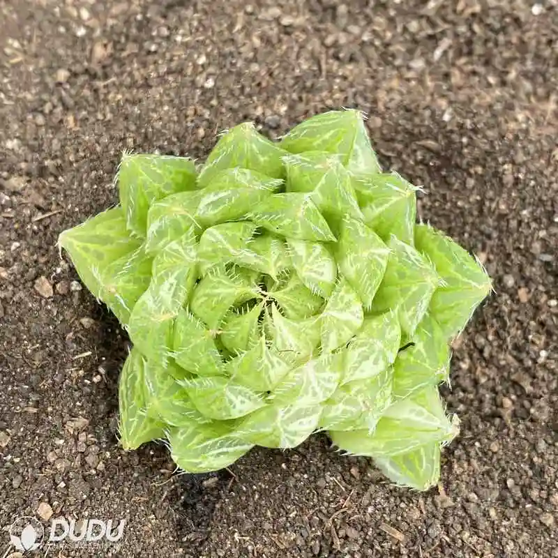 Dudu Wholesale Popular Decipiens Var. Decipiens Haworthia Natural Live Succulent