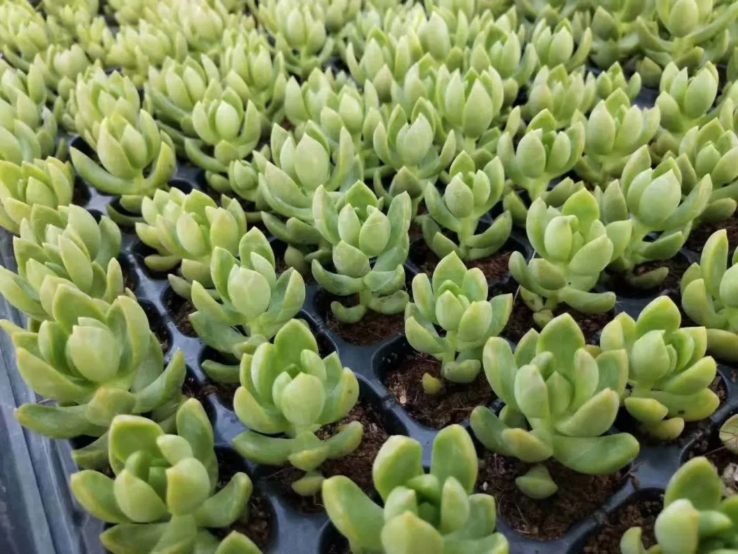 High Quality Indoor Plants Succulent Sedum Adolphii Seedlings for Sale