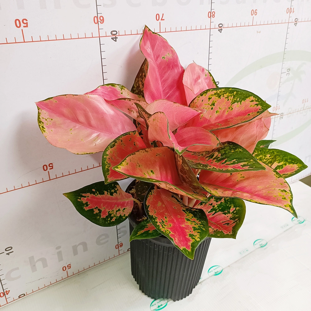 Aglaonema China Red Live Plants