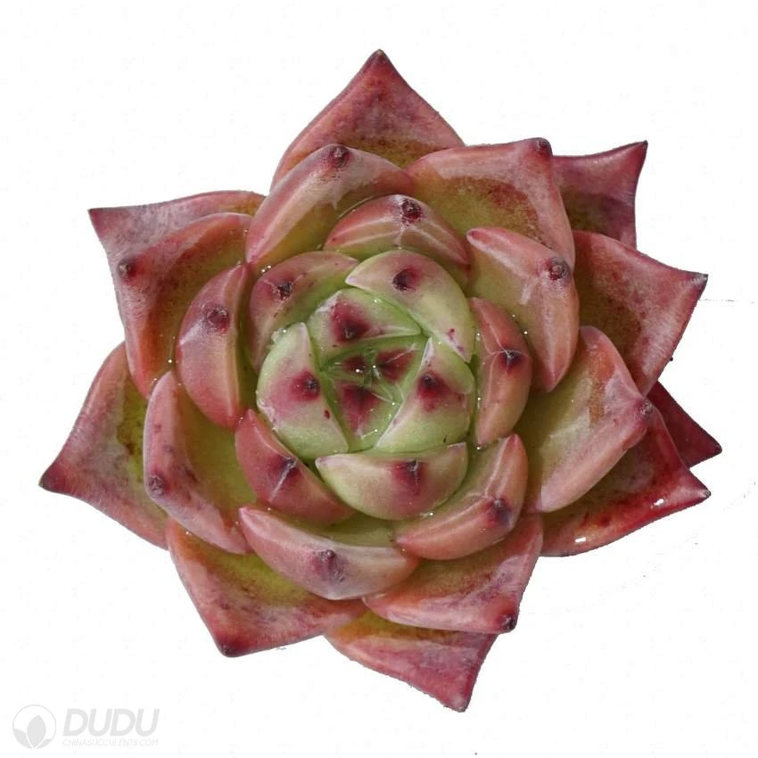 Dudu Wholesale Hot Sale Colorful Caesar Echeveria Natural Live Succulent