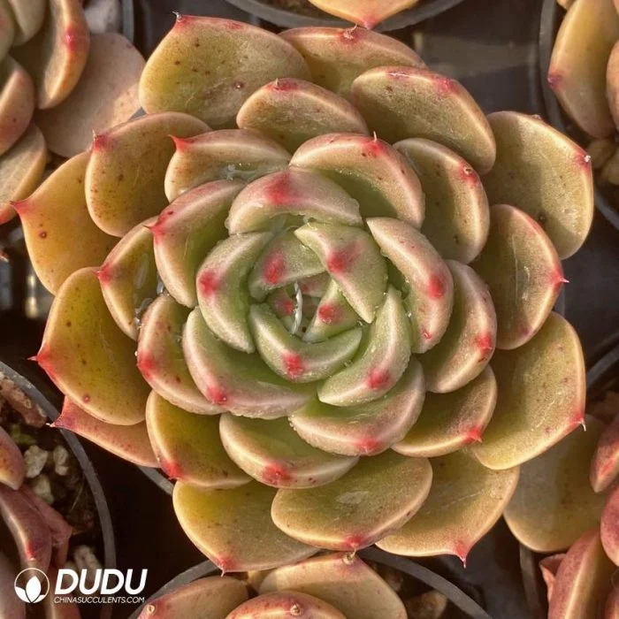 Dudu New Arrival Real Echeveria St. Louis Natural Live Succulents Plants