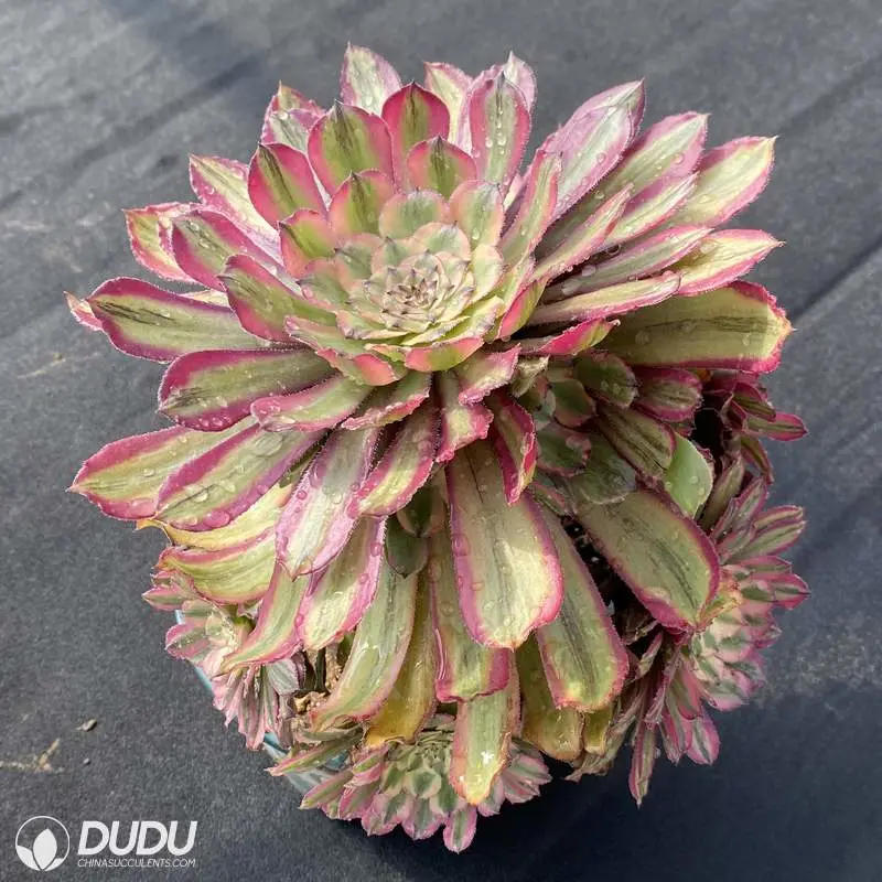 China Nursery Lovely Fendai Variegated Aeonium Natural Live Succulent