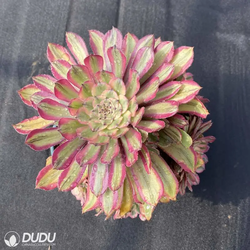 China Nursery Lovely Fendai Variegated Aeonium Natural Live Succulent