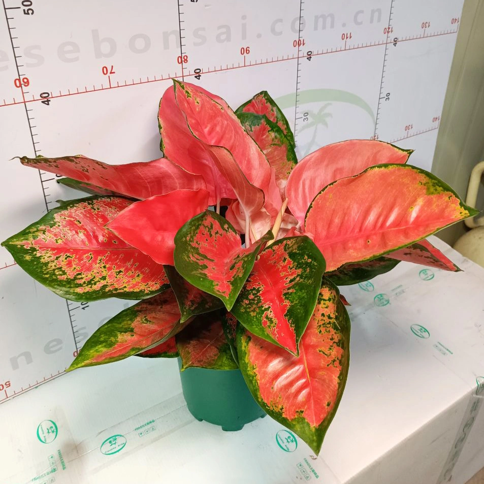 Aglaonema China Red Live Plants