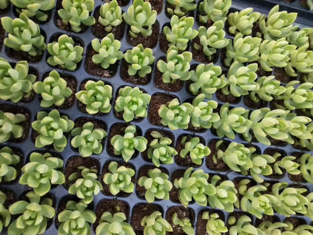 High Quality Indoor Plants Succulent Sedum Adolphii Seedlings for Sale