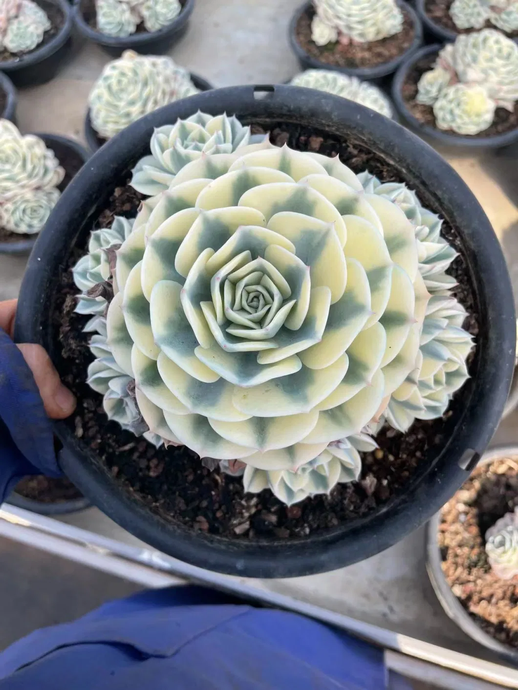 Wholesale Succulent Echeveria Lenore Dean