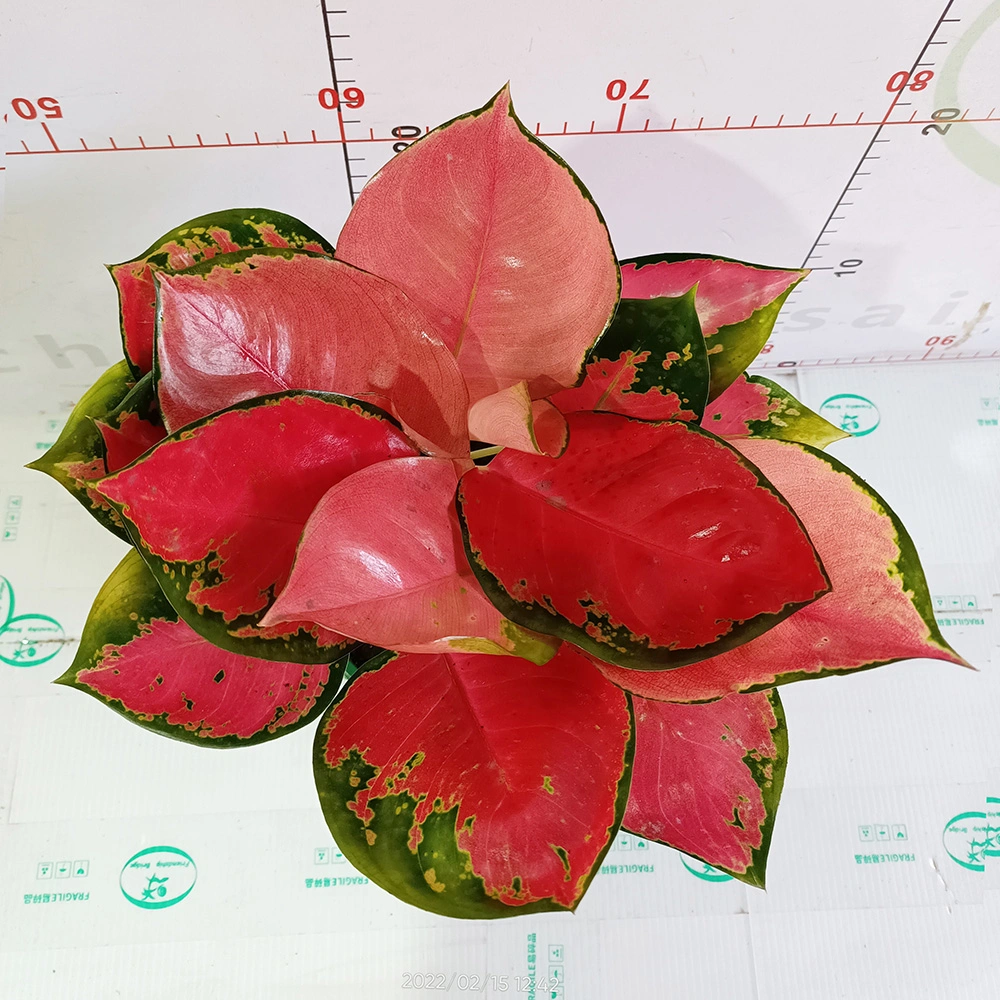 Aglaonema China Red Live Plants