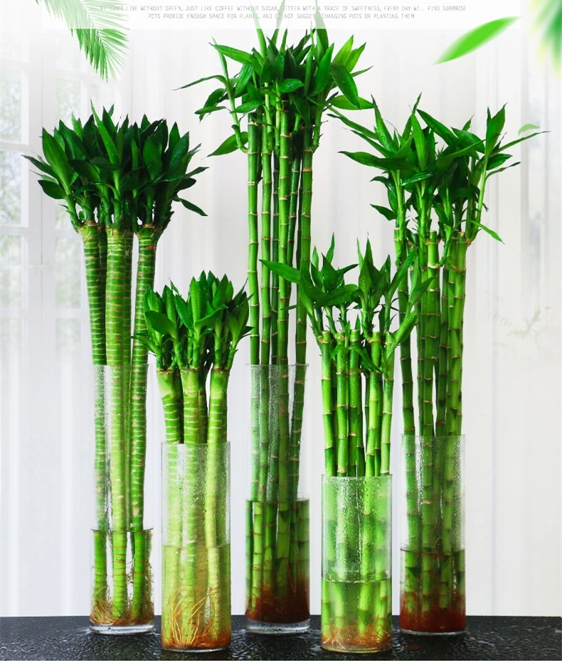 Dracaena Sanderiana Lucky Bamboo Straight Bamboo Stalks Home Decor Succulent