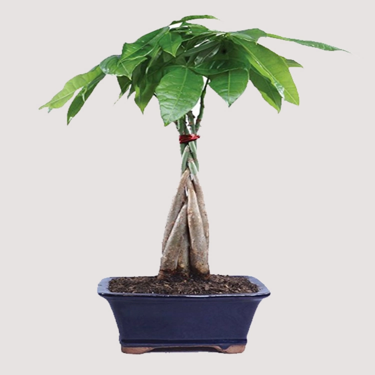 Good Quality Old 5 Braided Pachira Aquatica Suppliers Tree Bonsai Wholesale Plants