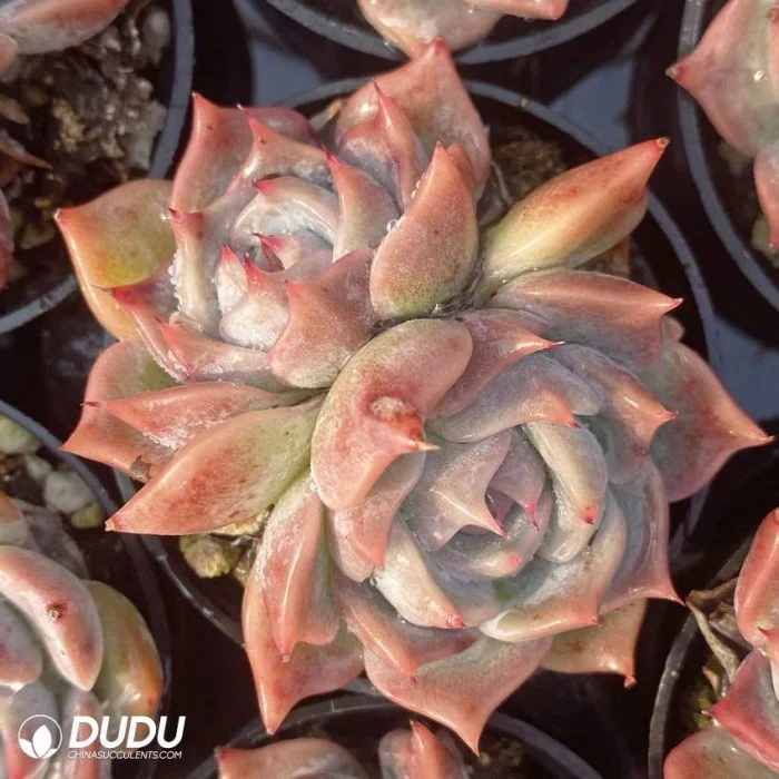 Dudu New Arrival Real Large Echeveria Pikachu Double-Headed Live Succulents