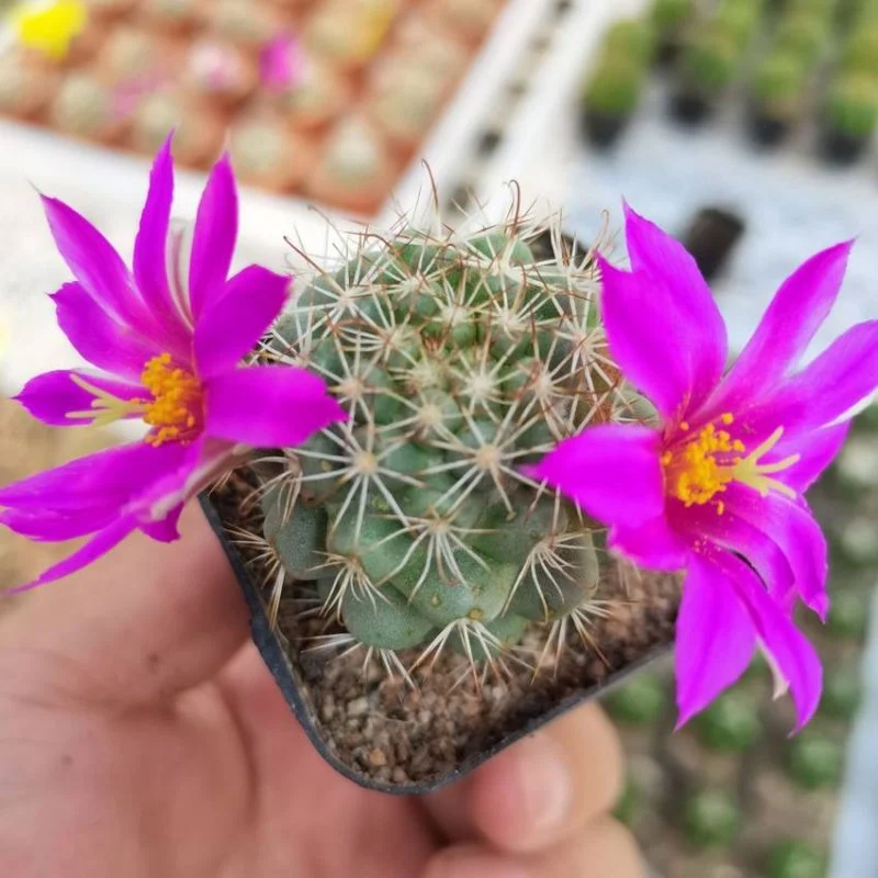 Dudu Pet Friendly Cactus Mammillaria Schumannii Natural Live Succulent Plants