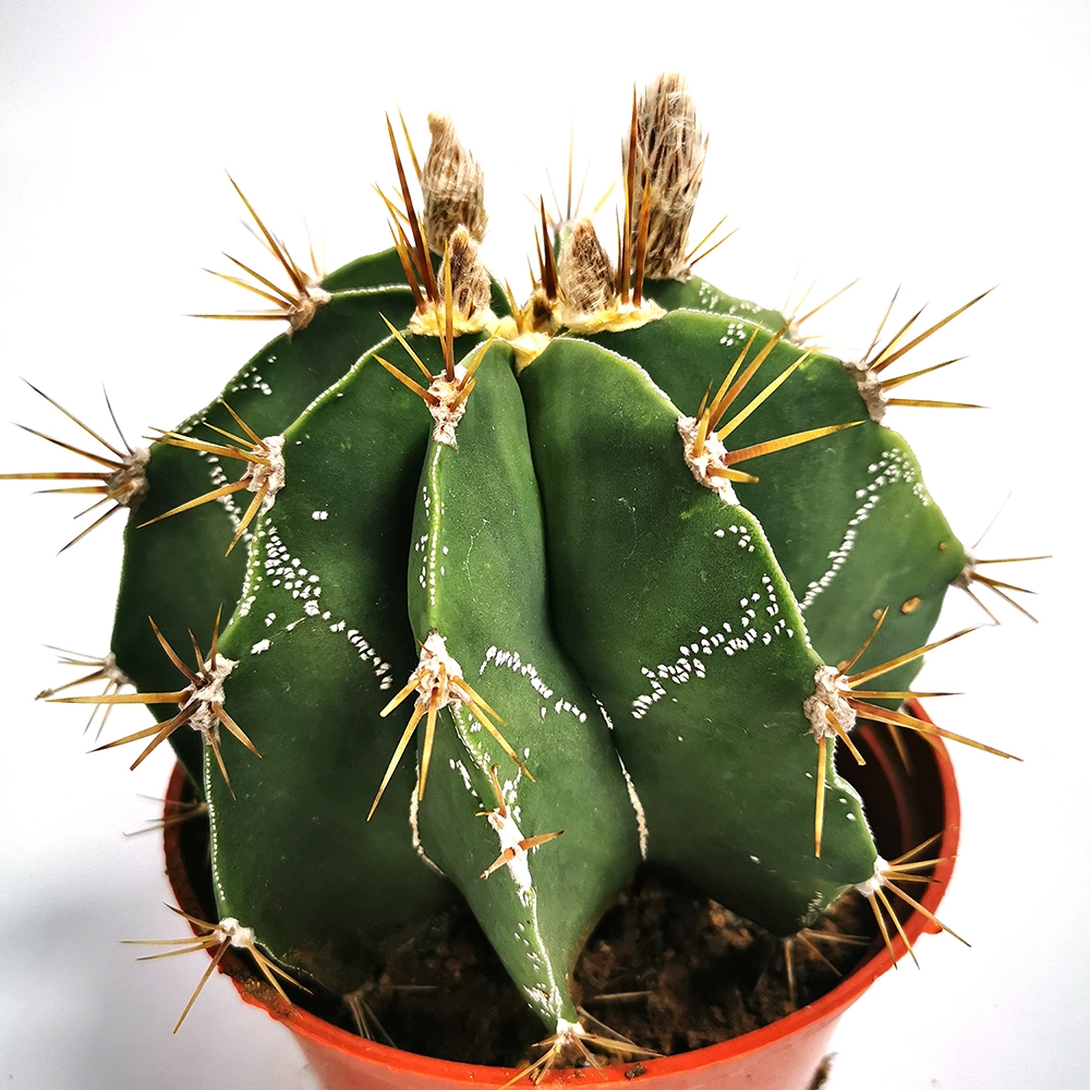 Succulent Plant Garden Live Plants Cactus Ornamental Plant Nursery