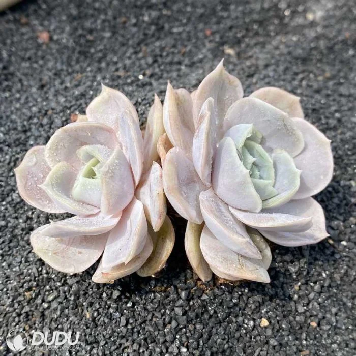 Dudu Topsale Wholesale Indoor Blue Surprise Echeveria Natural Live Succulent