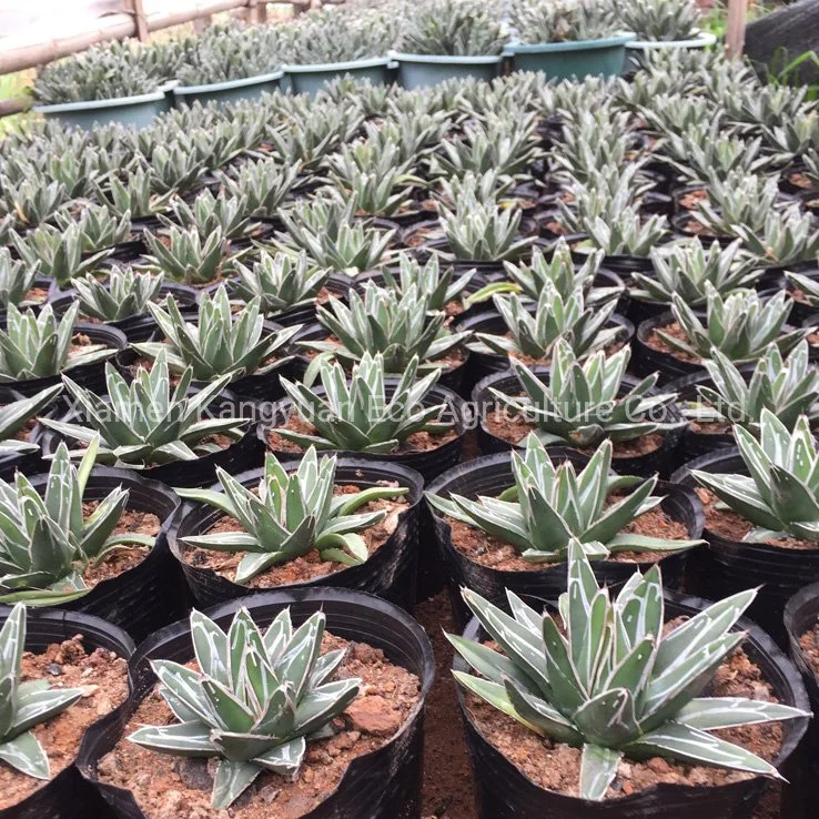 Rare Succulent Natural Plants Agave