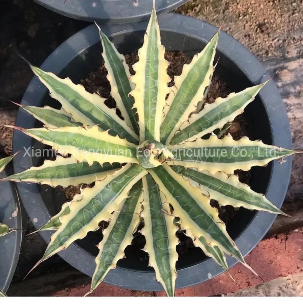 Rare Succulent Natural Plants Agave