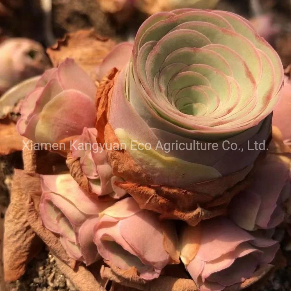 Mountain Rose Greenovia Succulent Plants