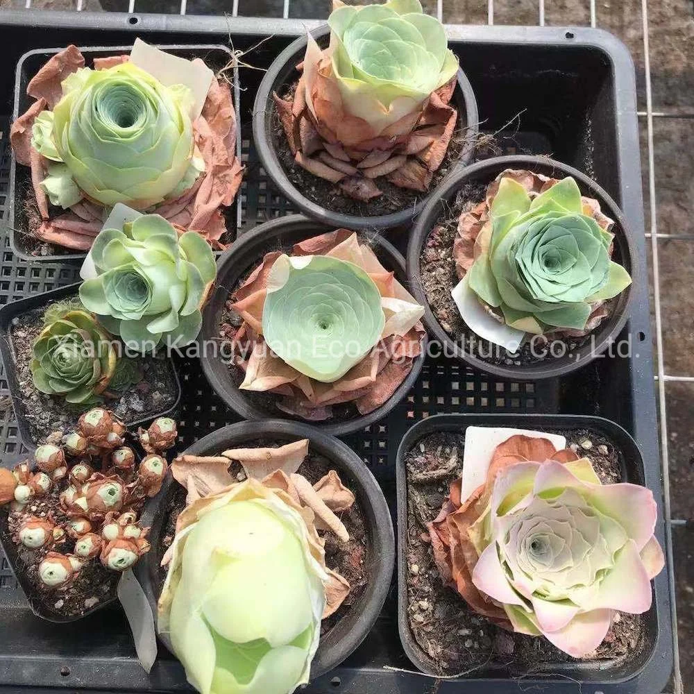 Mountain Rose Greenovia Succulent Plants