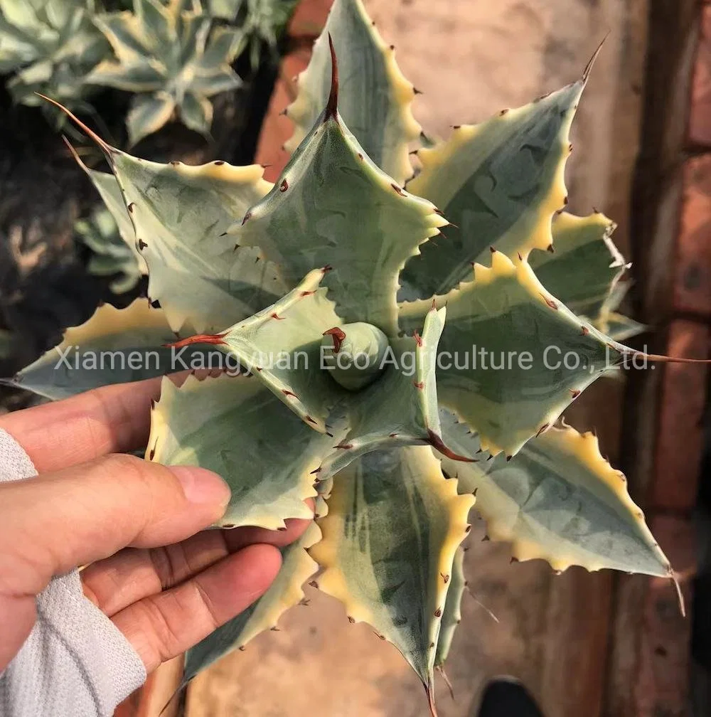 Rare Succulent Natural Plants Agave