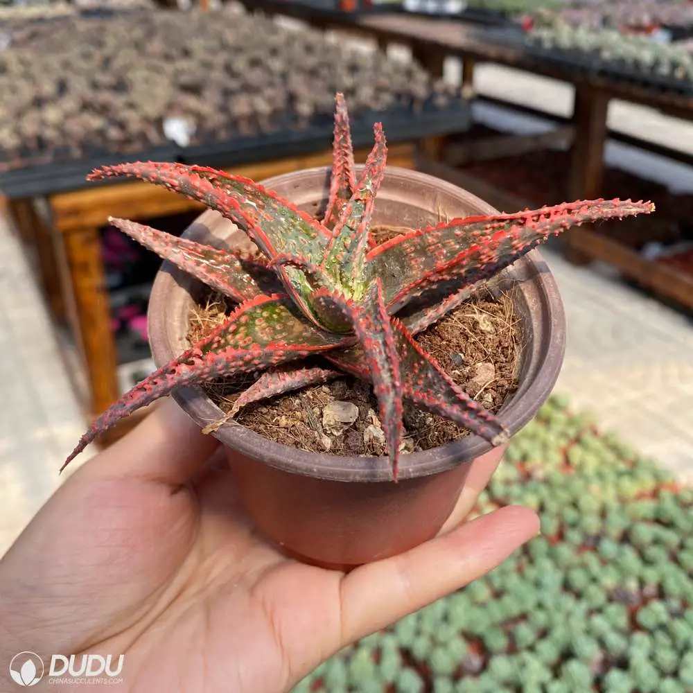 Dudu Wholesale Nursery Christmas Aloe Vera Natural Live Succulent