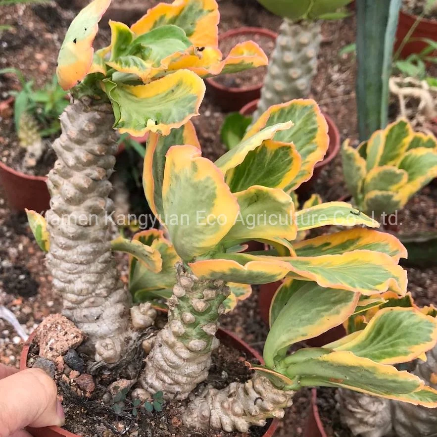 Ornamental Natural Live Plants Euphorbia