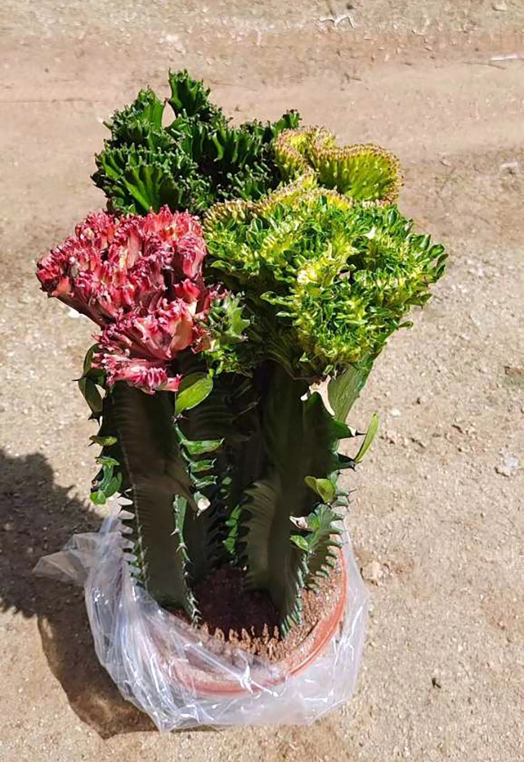 Wholesale High Quality Cactus Plant Euphorbia Lactea F Cristata Albavariegata Cactus